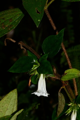 Tripterospermum taiwanense