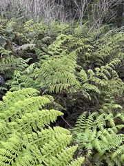Dryopteris unidentata