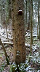 Fomitiporia hartigii