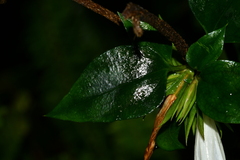 Tripterospermum taiwanense