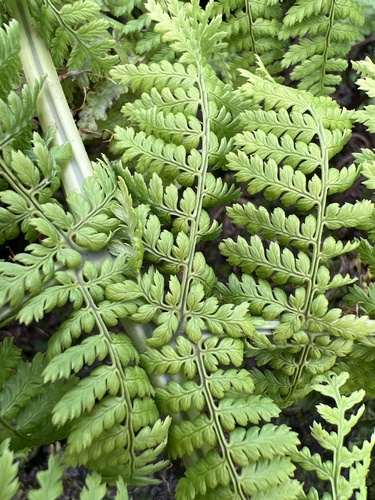 Dryopteris unidentata observed 2022-11-05