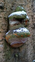 Fomitiporia hartigii