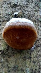 Fomitiporia hartigii