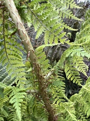 Dryopteris unidentata