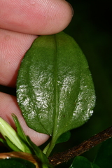 Tripterospermum taiwanense