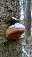 Fomitiporia hartigii