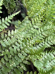 Dryopteris unidentata