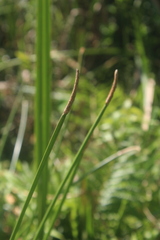 Eleocharis limosa