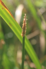 Eleocharis limosa
