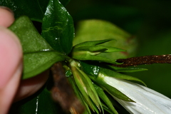 Tripterospermum taiwanense