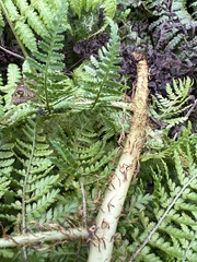Dryopteris unidentata