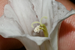 Tripterospermum taiwanense