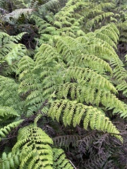Dryopteris unidentata