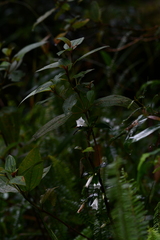 Tripterospermum taiwanense