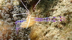 Ancylomenes pedersoni