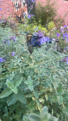 Xylocopa virginica