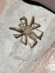 Kukulcania