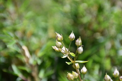 Swertia macrosperma