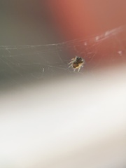 Araneidae