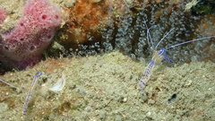 Ancylomenes pedersoni