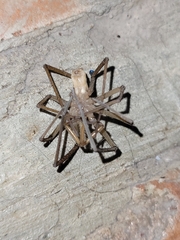 Kukulcania