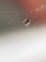 Araneidae