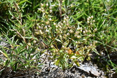 Swertia macrosperma
