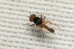 Simuliidae