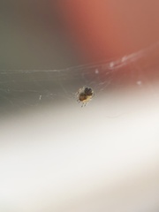 Araneidae