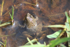 Phrynobatrachus natalensis