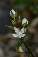 Swertia macrosperma