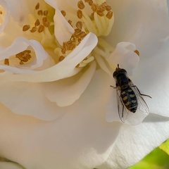 Austroscaeva occidentalis