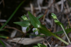 Swertia macrosperma