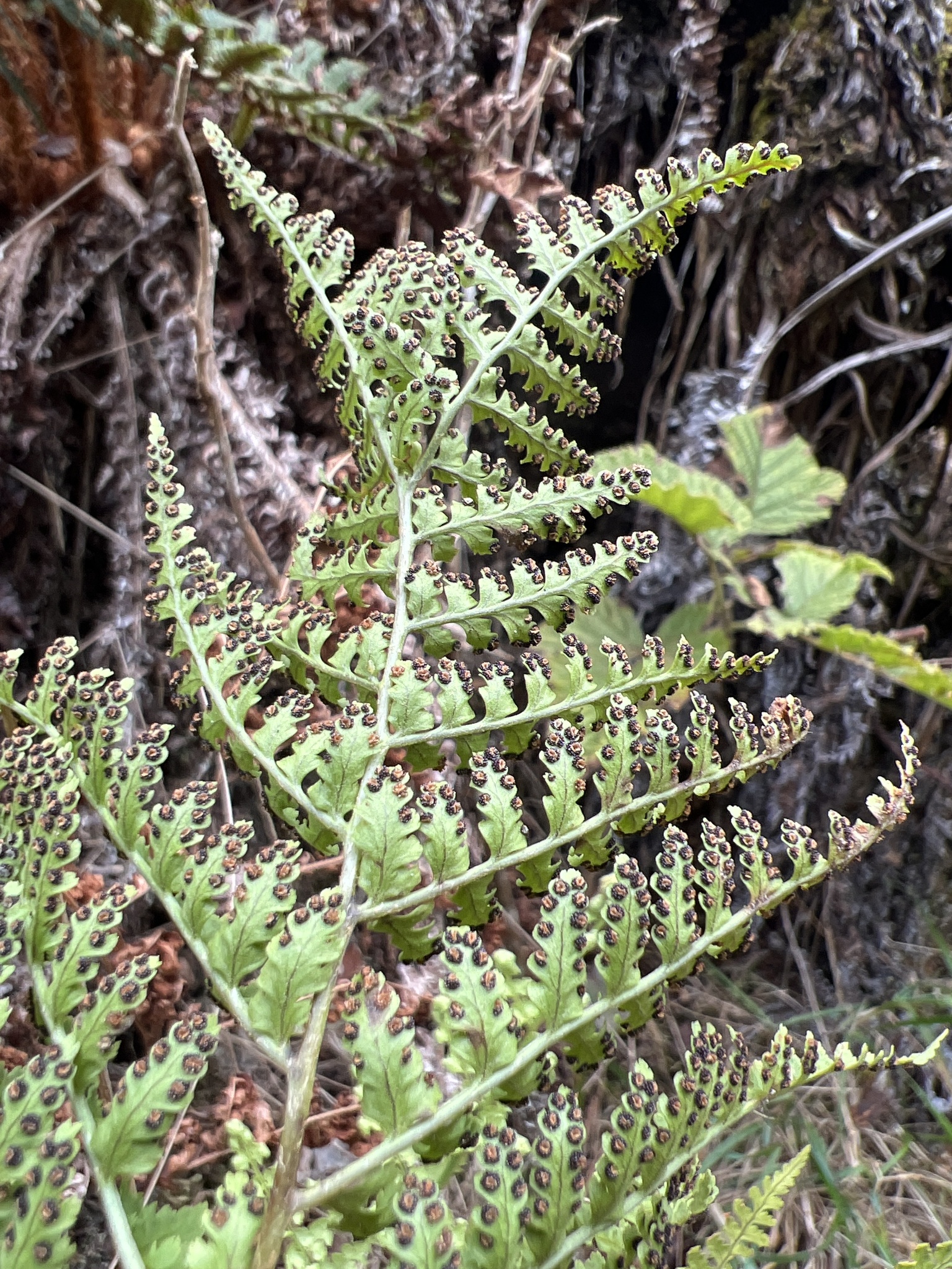 Dryopteris glabra var. hobdyana