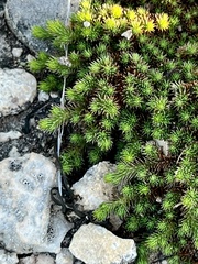 Selaginella wrightii