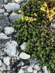 Selaginella wrightii
