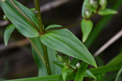 Swertia macrosperma