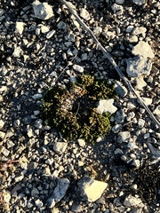 Selaginella wrightii