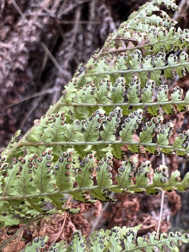 Dryopteris glabra