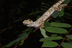 Anolis beckeri