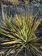 Yucca reverchonii