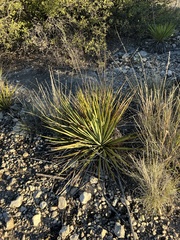 Yucca reverchonii
