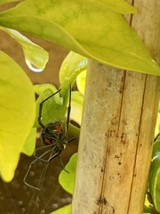 Latrodectus thoracicus