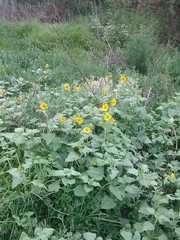 Verbesina encelioides