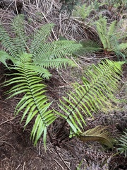Dryopteris fuscoatra