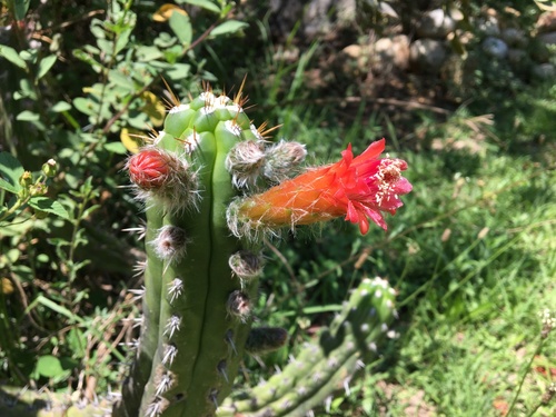 Borzicactus fieldianus (Borzicactus fieldianus)
