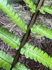Dryopteris fuscoatra