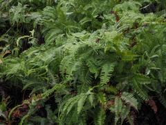 Gleicheniaceae