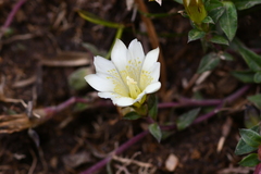 Gentiana scabrida