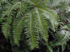 Gleicheniaceae